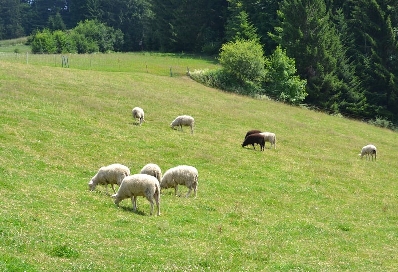 Farm-to-Table Dining
